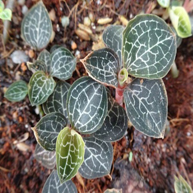 'Sieu than duoc' mot thoi, gia ca trieu dong/kg, gio ra sao?