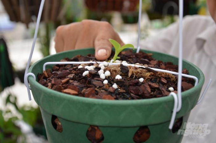 Chu vuon nho dat nhan ra 1.000 cay lan dot bien, tra ngay 10 ty-Hinh-3