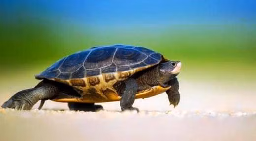 Ngu mo thay 4 dieu nay chuan bi don hy tin-Hinh-2