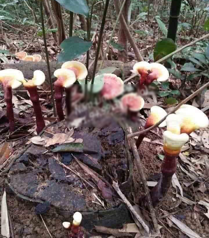 Nam lim xanh chuc trieu/kg, muon mua phai doi ca thang