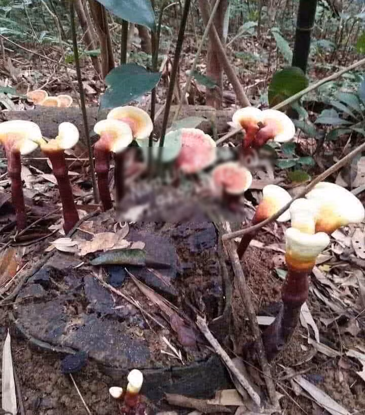 Nam lim xanh chuc trieu/kg, muon mua phai doi ca thang