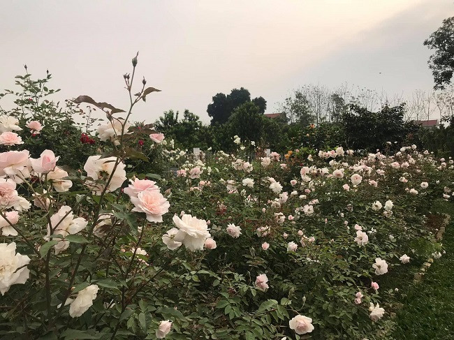 Mảnh đất hơn 2ha được phủ kín bằng gần 20 loại hồng cổ với hơn 3.000 gốc hồng. Chỉ sau 1 năm, toàn bộ khu đất rộng mênh mông đã được phủ kín bằng gần 20 loại hoa hồng cổ với hơn 3.000 gốc hồng. Sau 2 năm, khi cây phát triển ổn định, chị vừa chăm sóc cây, vừa chiết cành bán giống và bán cây thương phẩm. Khoảng 3 năm gần đây, trang trại hoa hồng của chị cho doanh thu trên 500 triệu đồng/năm, trừ chi phí mỗi năm chị Thúy lãi khoảng 300 triệu đồng. Đầu năm 2020, chị bắt đầu tiến hành xây dựng thêm nhà xưởng và mua thêm máy móc để chế biến các sản phẩm từ bông hoa hồng với chi phí khoảng 500 triệu đồng. “Tôi trang bị máy sấy lạnh, máy nghiền bột và 3 nồi chưng cất tinh dầu với các kích cỡ khác nhau để làm trà hoa hồng, nước hoa hồng và bột hoa hồng. Vừa làm vừa học hỏi và chọn giống phù hợp nhất với từng sản phẩm như chọn loại hoa thơm nhất, nhiều tinh dầu nhất để chưng cất nước hoa hồng; chọn loại màu sắc đẹp để sấy làm trà…”, chị Thúy thông tin.