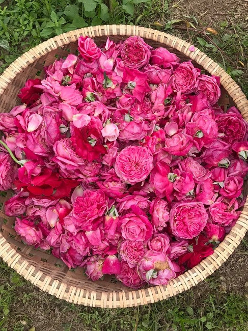 Hoa hồng sau khi thu hoạch sẽ được chế biến thành các sản phẩm từ nước hoa hồng đến trà hoa và bột hoa.