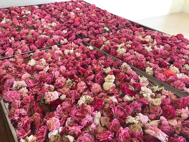 Mỗi ngày xưởng chế biến nhà chị Thúy cho ra đời 10 lít nước hoa hồng, 5kg trà hoa và 3kg bột hoa hồng. Hiện tại, với 4 nhân viên thường xuyên và 2 nhân viên thời vụ cùng chăm sóc hoa hồng và sản xuất các sản phẩm từ hoa, chị Thúy dự định sẽ thả cá và trồng thêm sen ở ao, kết hợp nuôi lợn rừng và đầu tư bài bản hơn để trở thành mô hình du lịch sinh thái cho khách tham quan, mang về giá trị kinh tế cao hơn nữa. Nhắc đến quá trình khởi nghiệp của mình, chị Thúy cho rằng, bỏ phố về quê làm nông nghiệp sạch thật sự không phải màu hồng như mọi người nghĩ, công việc cũng không hề đơn giản. “Không phải cứ có tiền và đam mê là được mà phải đòi hỏi rất nhiều yếu tố. Đầu tiên phải có kế hoạch rõ ràng, có vốn, quyết tâm và sức khỏe để đối mặt với bất kỳ khó khăn nào. Phải mất rất nhiều thời gian và gian nan mới có thể thu hồi lại số tiền đầu tư ban đầu chưa kể có thể tay trắng nếu rủi ro”, chị Thúy nói.