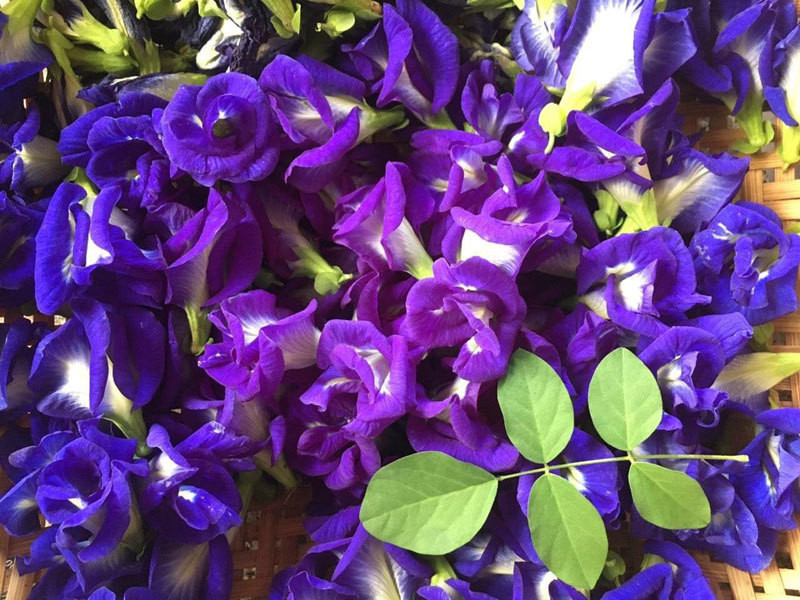 Hoa dai truoc hien nha, say kho ban gia gan 1 trieu/kg-Hinh-2