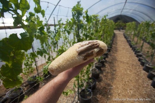 Trước toàn vứt sọt rác, giờ là 'kho tiền' cho nhiều người - Hình 3 Truoc toan vut sot rac, gio la 'kho tien' cho nhieu nguoi-Hinh-3