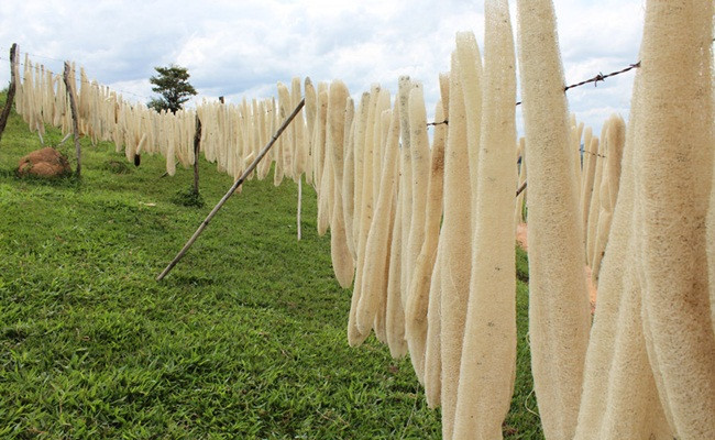 Trước toàn vứt sọt rác, giờ là 'kho tiền' cho nhiều người - Hình 4 Truoc toan vut sot rac, gio la 'kho tien' cho nhieu nguoi-Hinh-4