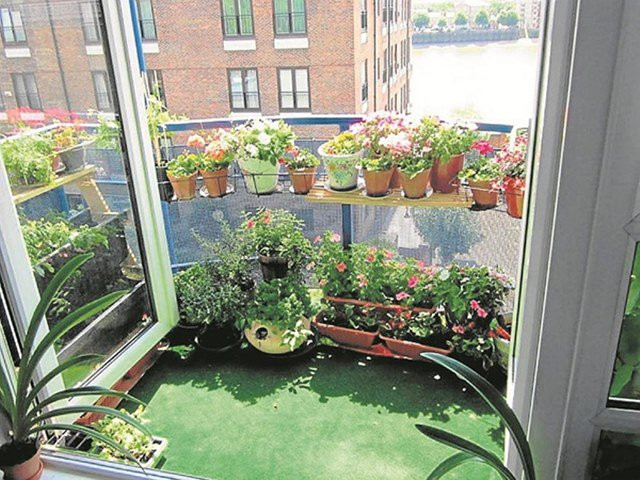 Nhung dieu nhat dinh phai biet khi trong cay o ban cong