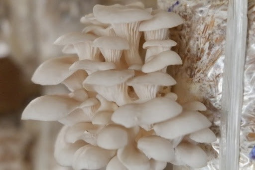 Bat mi cach chon cac loai nam cho cac ba noi tro-Hinh-2