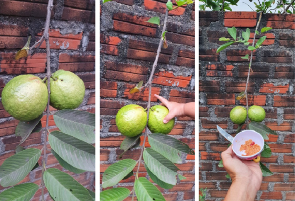 Trom oi hang xom, 2 bo con nhan cai ket qua dang-Hinh-2