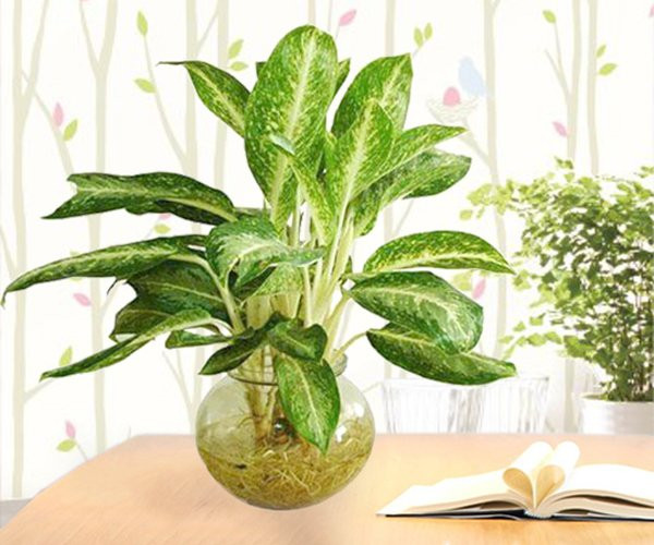 Chon cay trong hop menh Thuy giup gia chu lam an phat tai