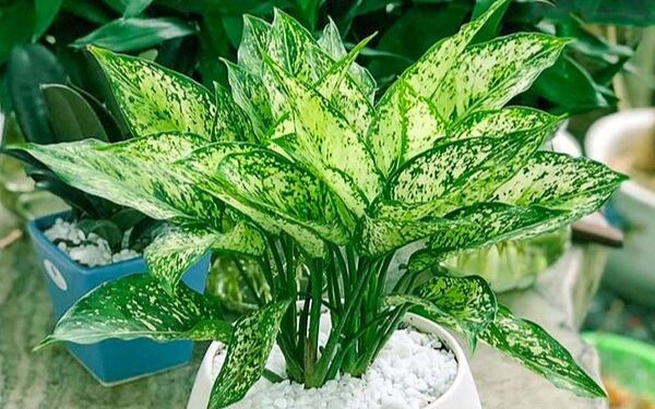 Chon cay trong hop menh Thuy giup gia chu lam an phat tai-Hinh-2