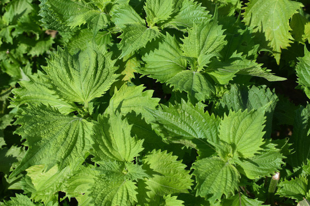 Cay qua moc dai o Viet Nam gia cuc dat khi sang nuoc ngoai-Hinh-4