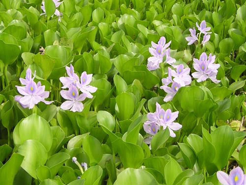 Cay qua moc dai o Viet Nam gia cuc dat khi sang nuoc ngoai-Hinh-7