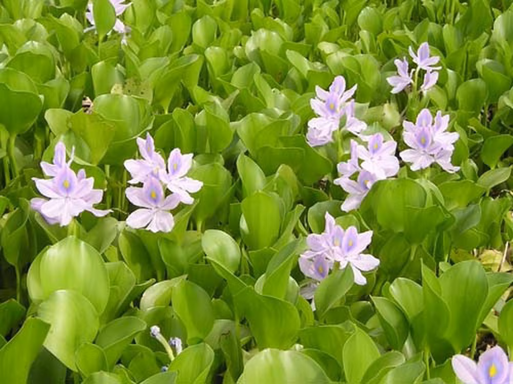 Cay qua moc dai o Viet Nam gia cuc dat khi sang nuoc ngoai-Hinh-7