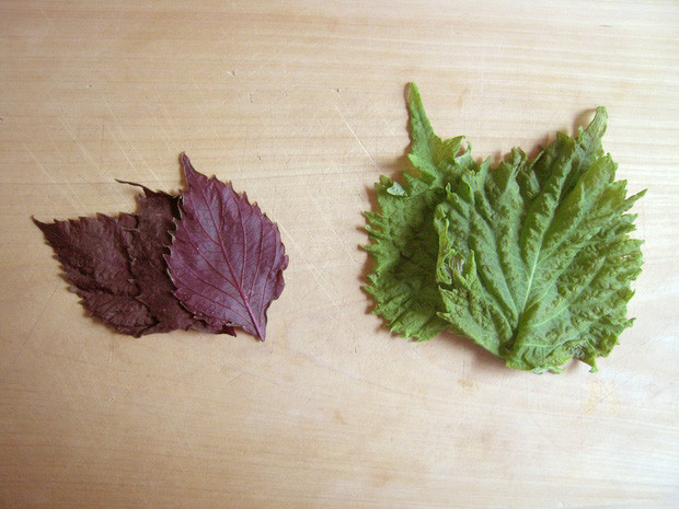 Cay qua moc dai o Viet Nam gia cuc dat khi sang nuoc ngoai-Hinh-6