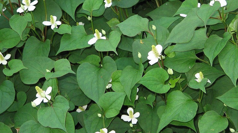 Cay qua moc dai o Viet Nam gia cuc dat khi sang nuoc ngoai-Hinh-9