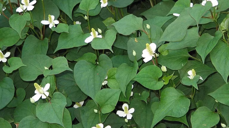 Cay qua moc dai o Viet Nam gia cuc dat khi sang nuoc ngoai-Hinh-9