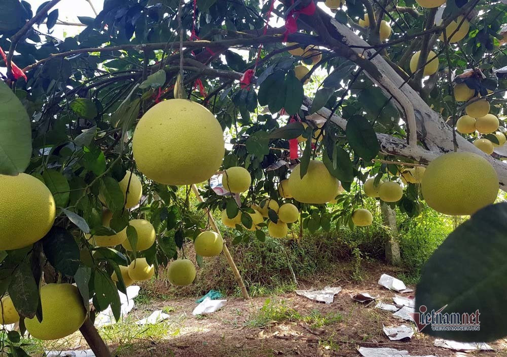 Dac san rot gia, re nhat 20 nam qua, dan soi den di cho thau dem-Hinh-2