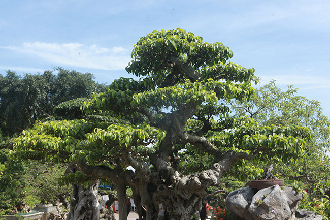 "Những rễ thừa bám thân anh Chí cắt bớt còn tay cành, dăm, chi đều đã ổn hết", chủ nhân của tác phẩm cho biết