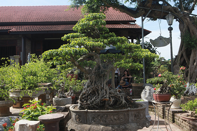 Theo đó, cây cao 1,25m, đường kính gốc 1m