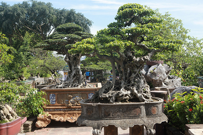 Anh Chí được biết đến làm một người yêu cây, trong khu vườn của anh có hàng chục cây cảnh quý. Đặc biệt 2 tác phẩm sanh cổ “Tiên lão giáng trần” và “Thụ lâm bồng thạch” vừa được anh mua với giá gần 24 tỷ đồng.