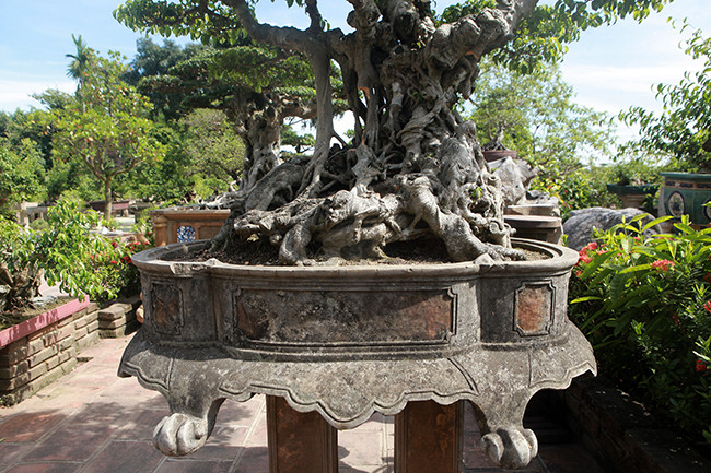 Theo chủ nhân của tác phẩm, cây được mua về nhà vườn từ năm 2009. Thời điểm đó nó là một cây sanh cổ thụ, tán tầng, cao 6m