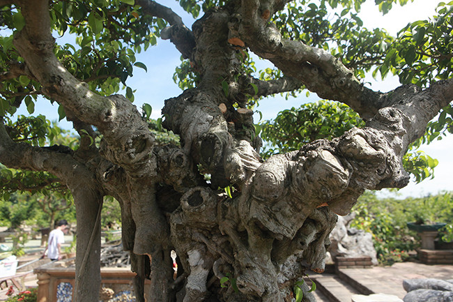 Khi phá làm lại, anh đã tính hết như bản vẽ thiết kế