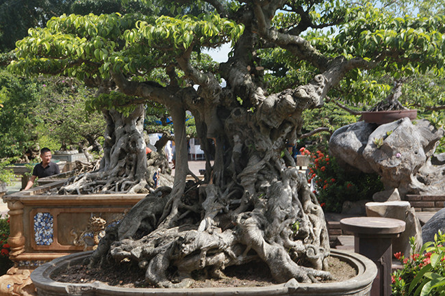 "Thân, gốc nổi u cục, một số chỗ mốc trắng (nổi địa y). Đây là tác phẩm tôi tâm đắc nhất, đổ nhiều công sức, thời gian tạo tác", anh Chí nói