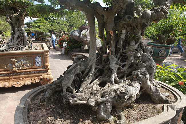 Trong 4 năm đầu, năm nào cũng sửa rất nhiều, khi phá ra rất vất vả, tạo tác, nắn nót từng mầm cây rất khó khăn