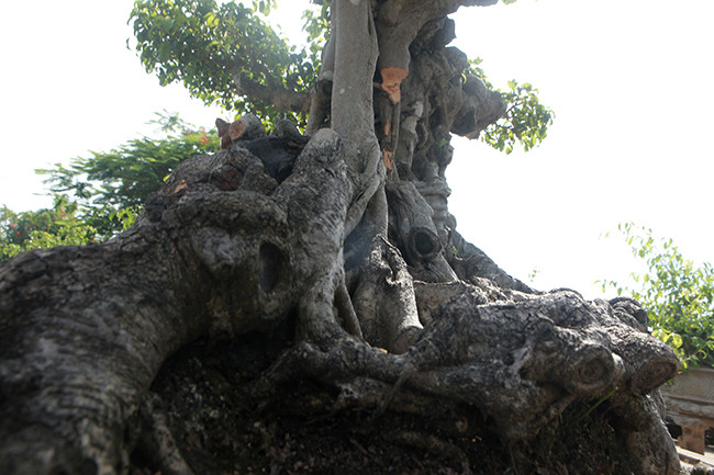 Vừa làm tán mới, vừa tân vừa cổ kết hợp hài hòa