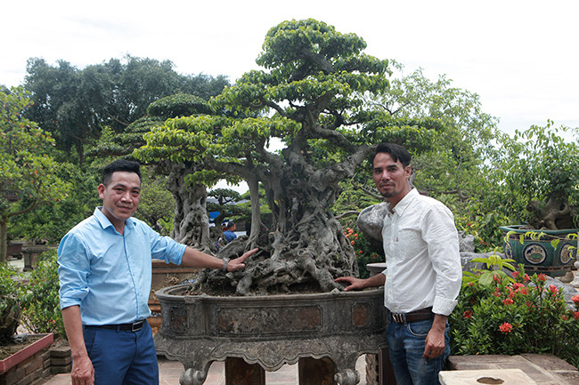 Hàng ngày, những người yêu tìm đến chiêm ngưỡng tác phẩm quý. Ông Vương Xuân Nguyên, Chánh Văn phòng Hội Sinh Vật Cảnh thành phố Hà Nội đánh giá đây là tác phẩm cổ - kỳ - mỹ. Thời gian tới, “Hoàng Sơn băng giá đệ nhất đỉnh” xuất hiện tại các cuộc triển lãm sẽ “gây sốt” làng cây.