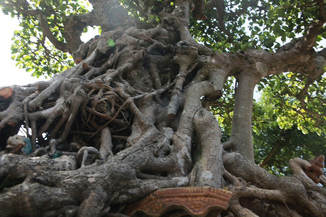 Cây có tuổi đời cao, khi tưới nước vào cây sẽ chuyển màu thành màu đồng nhìn rất đẹp