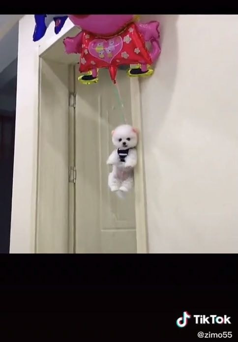 Kenh Tik Tok lam video nguoc dai dong vat bi dan mang len an-Hinh-3