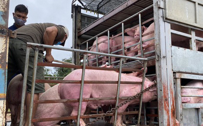 Heo thit Thai Lan tung khong canh tranh duoc voi heo Viet