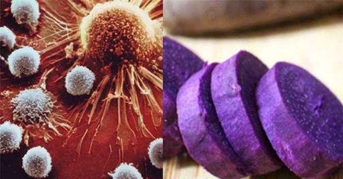 Bạn có biết khoai lang tím ngừa ung thư cực tốt? ảnh 2