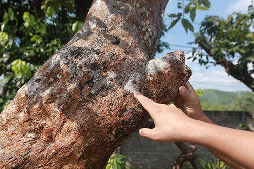 Cap Tien dong - Ngoc nu cua vua mai vang Yen Tu-Hinh-6