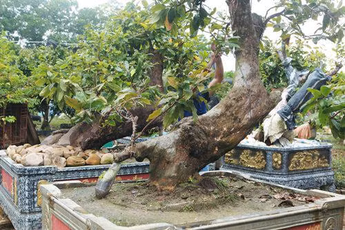 Cap Tien dong - Ngoc nu cua vua mai vang Yen Tu-Hinh-2