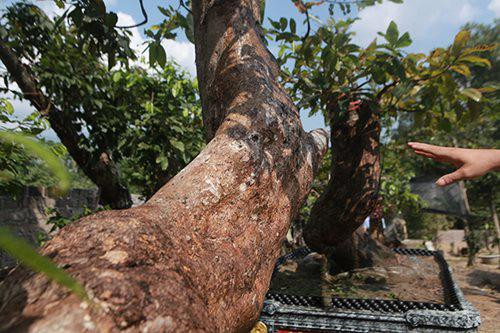Cap Tien dong - Ngoc nu cua vua mai vang Yen Tu-Hinh-7
