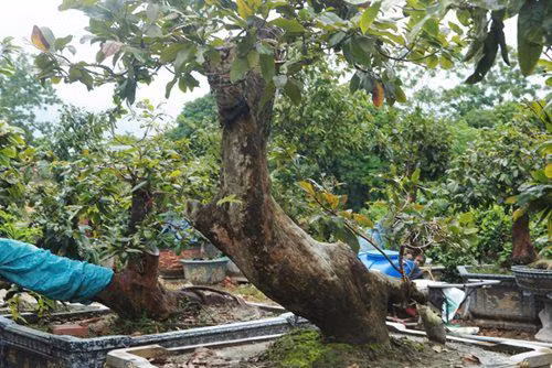 Cap Tien dong - Ngoc nu cua vua mai vang Yen Tu-Hinh-4