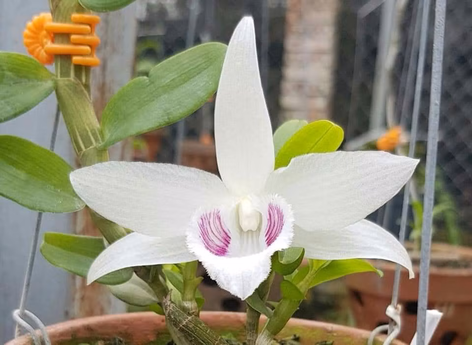 Chu vuon lan dot bien mong san giao dich lan tren mang 'do sap'-Hinh-5