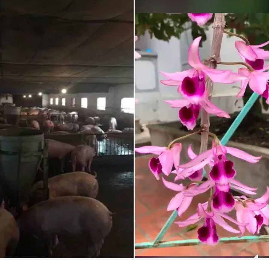 Chu vuon lan dot bien mong san giao dich lan tren mang 'do sap'-Hinh-2