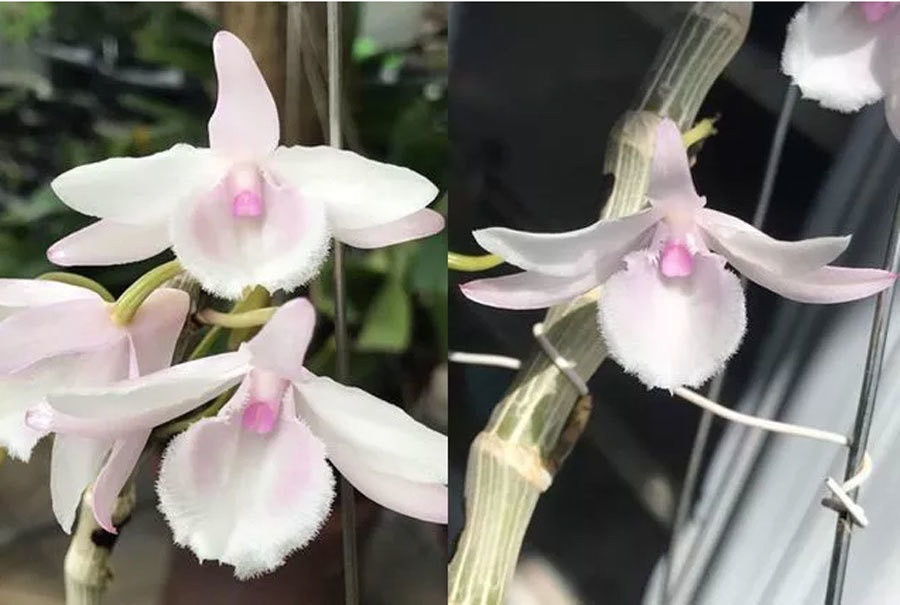 Chu vuon lan dot bien mong san giao dich lan tren mang 'do sap'-Hinh-3