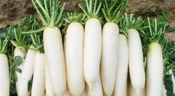 "Nhân sâm mùa đông" sẽ thành chất độc hại người nếu ăn sai cách ảnh 4