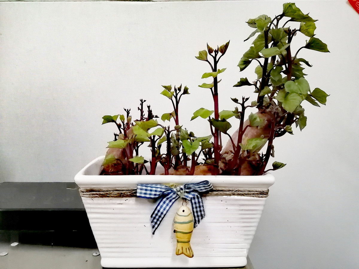 Bien cu khoai lang thanh bonsai, lam dep nha an tuong-Hinh-6