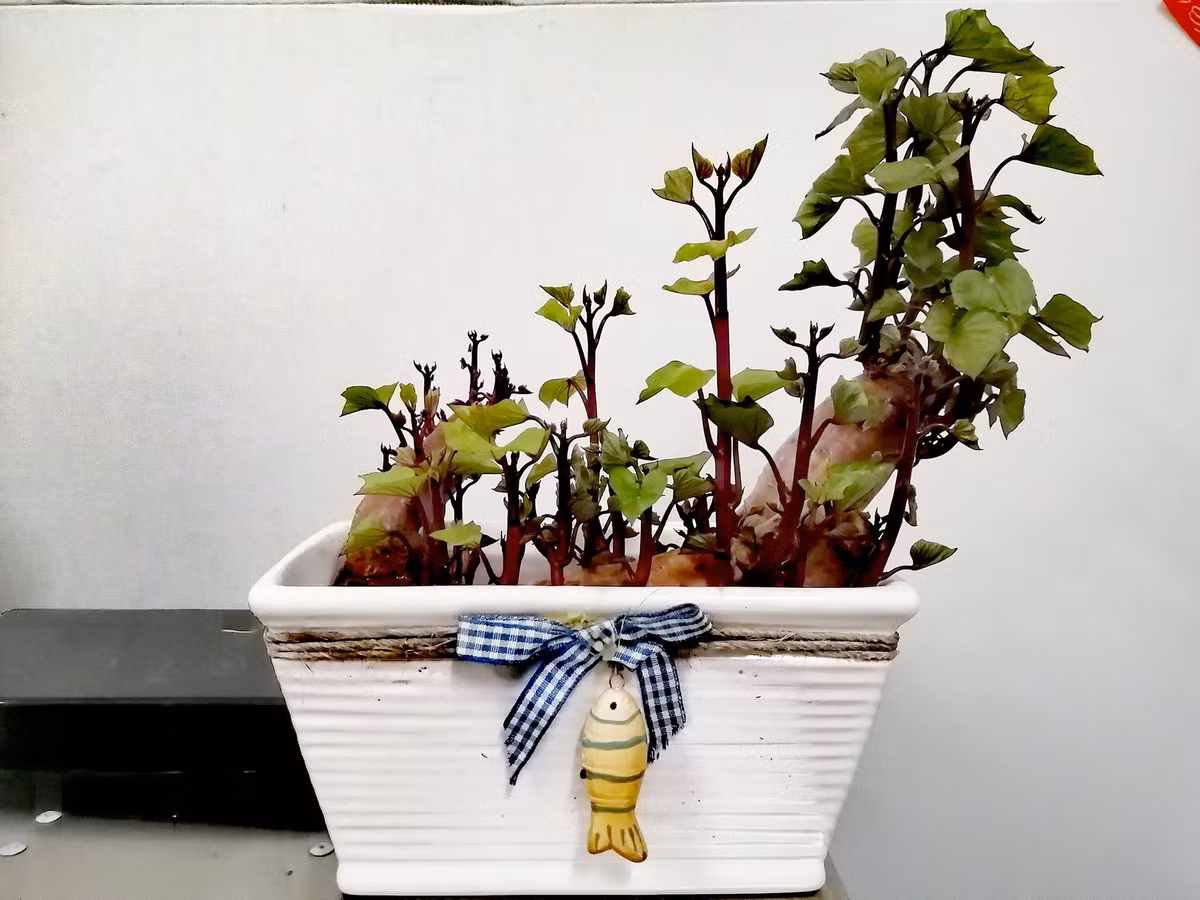 Bien cu khoai lang thanh bonsai, lam dep nha an tuong-Hinh-6