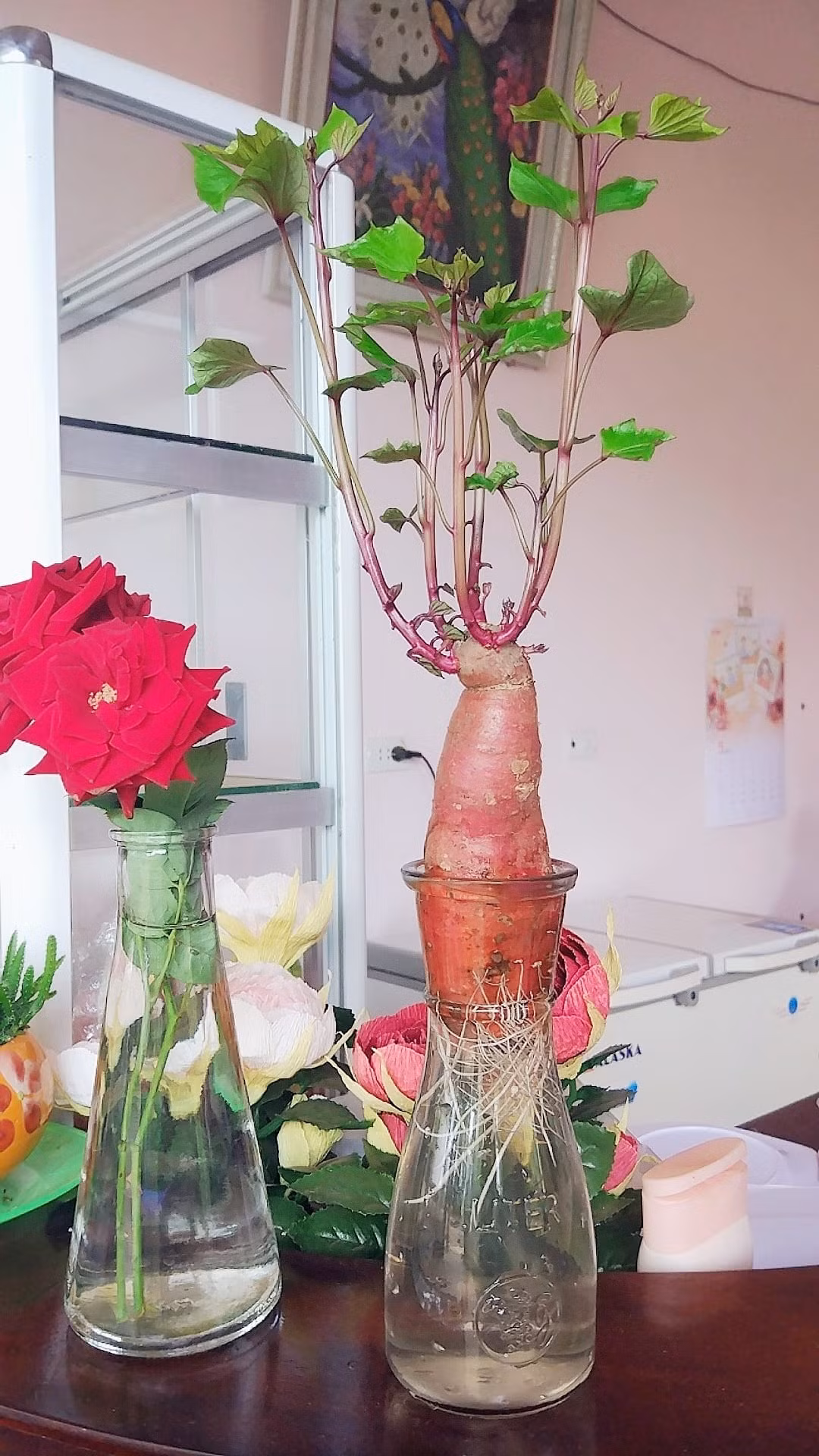 Bien cu khoai lang thanh bonsai, lam dep nha an tuong-Hinh-10