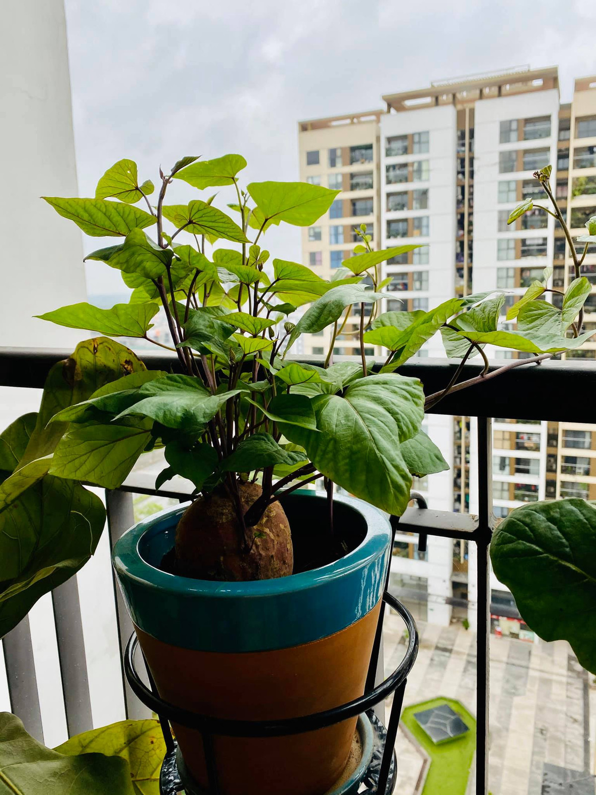 Bien cu khoai lang thanh bonsai, lam dep nha an tuong-Hinh-11