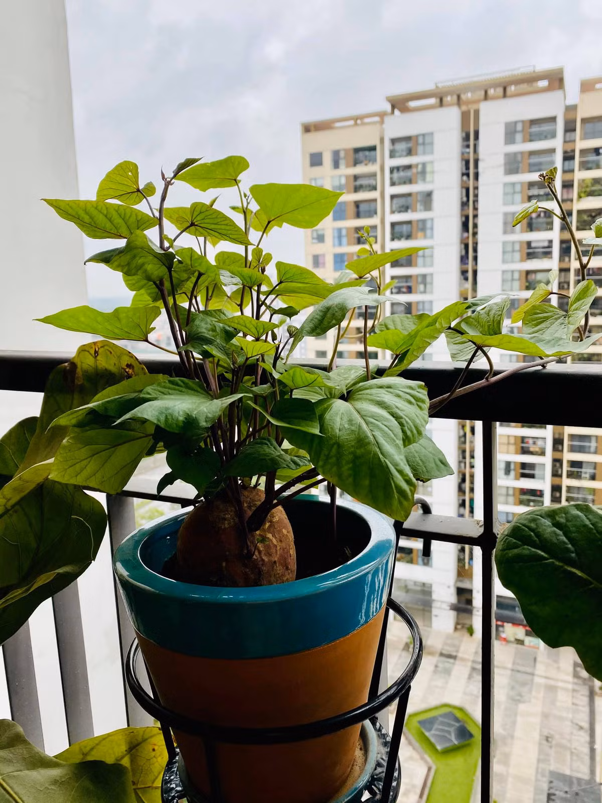 Bien cu khoai lang thanh bonsai, lam dep nha an tuong-Hinh-11