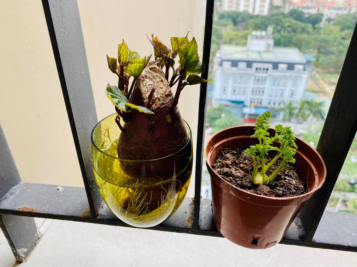 Bien cu khoai lang thanh bonsai, lam dep nha an tuong-Hinh-14